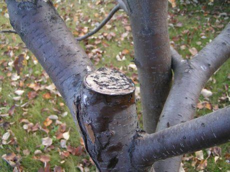 Садовые вары для обработки деревьев: рецепты и правила применения